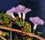Ipomoea cairica