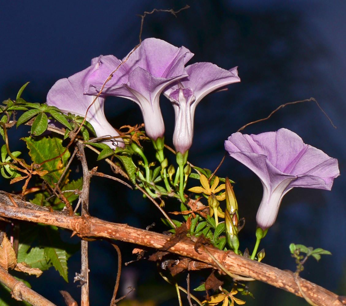 Image of Ipomoea cairica specimen.