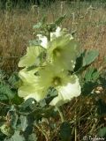 Alcea rugosa