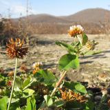 Trifolium hybridum