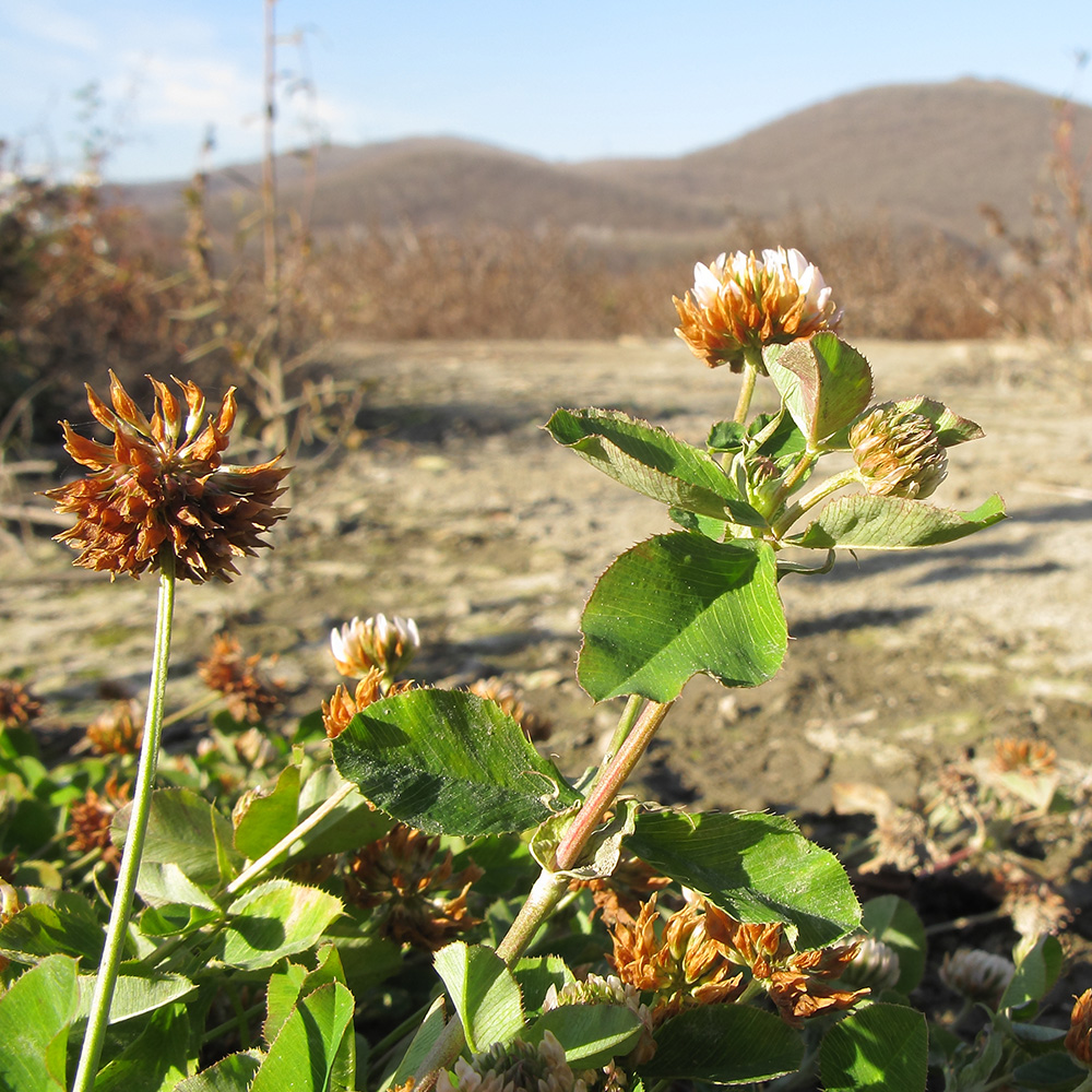 Изображение особи Trifolium hybridum.