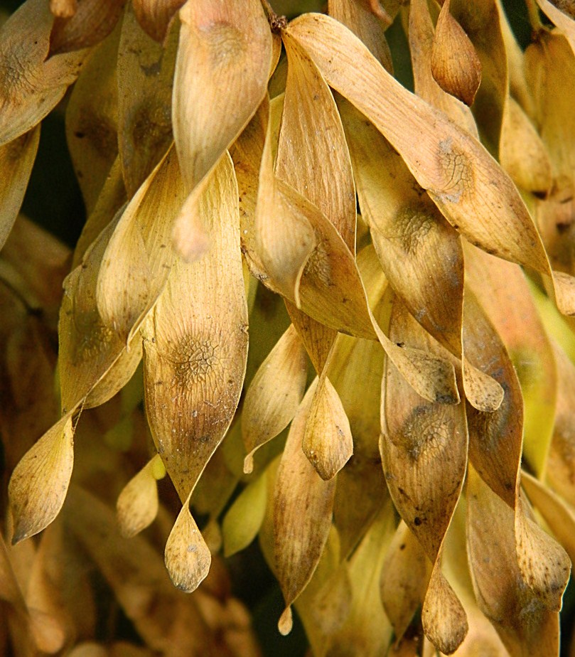 Изображение особи Ailanthus altissima.
