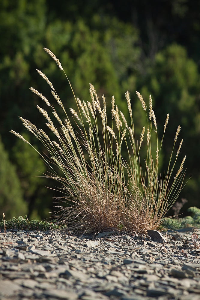 Image of Melica transsilvanica specimen.