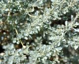 Atriplex griffithii. Побеги. Йемен, о. Сокотра, побережье зал. Шуаб. 04.01.2014.