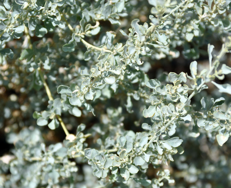 Image of Atriplex griffithii specimen.