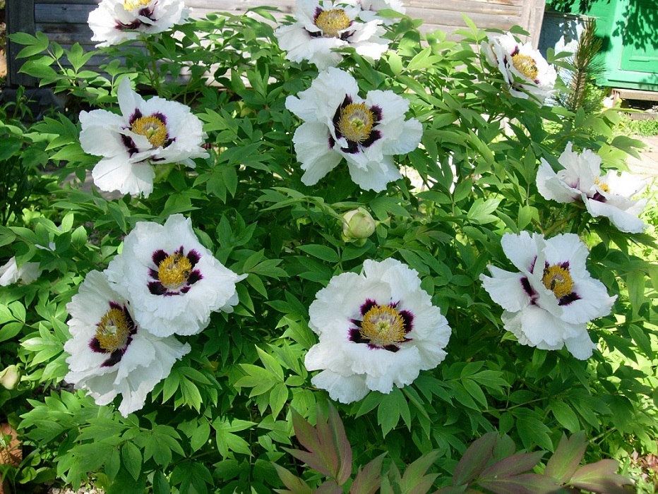 Image of Paeonia suffruticosa var. papaveracea specimen.