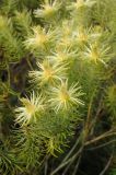 Phylica pubescens