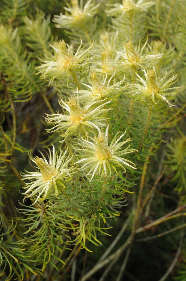 Изображение особи Phylica pubescens.