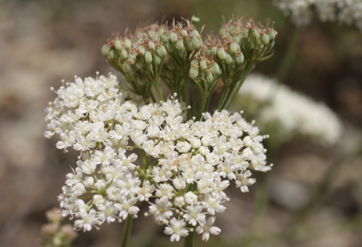 Изображение особи Pimpinella tragium.