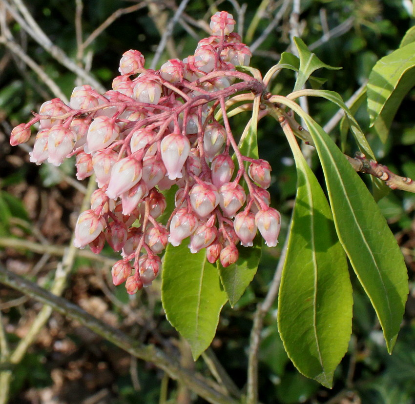 Image of Pieris formosa specimen.