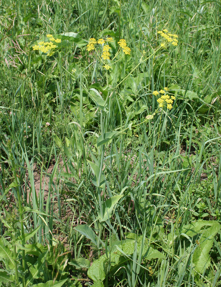 Изображение особи Bupleurum longifolium ssp. aureum.