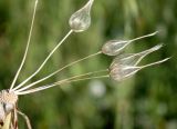 Tragopogon porrifolius ssp. longirostris