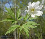 Anemone nemorosa