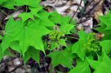 Acer cappadocicum