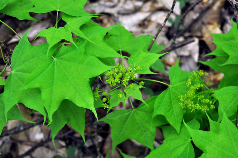 Image of Acer cappadocicum specimen.