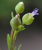 Linum stelleroides