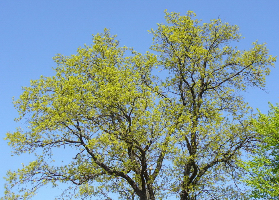 Изображение особи Quercus robur.