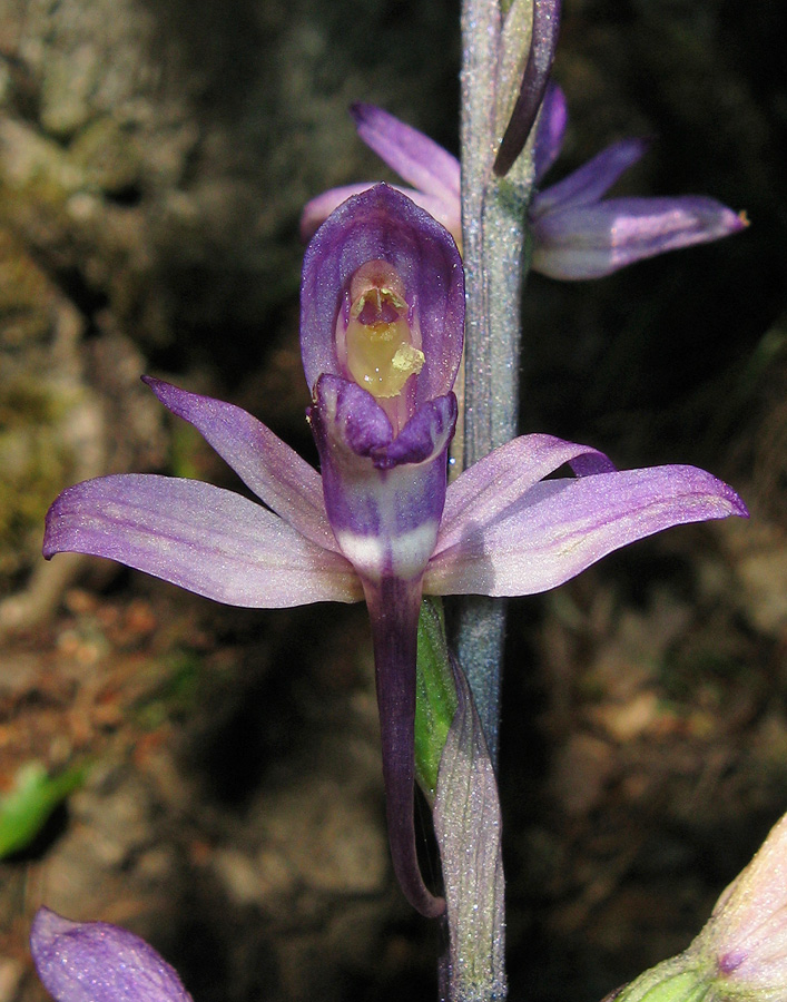 Image of Limodorum abortivum specimen.