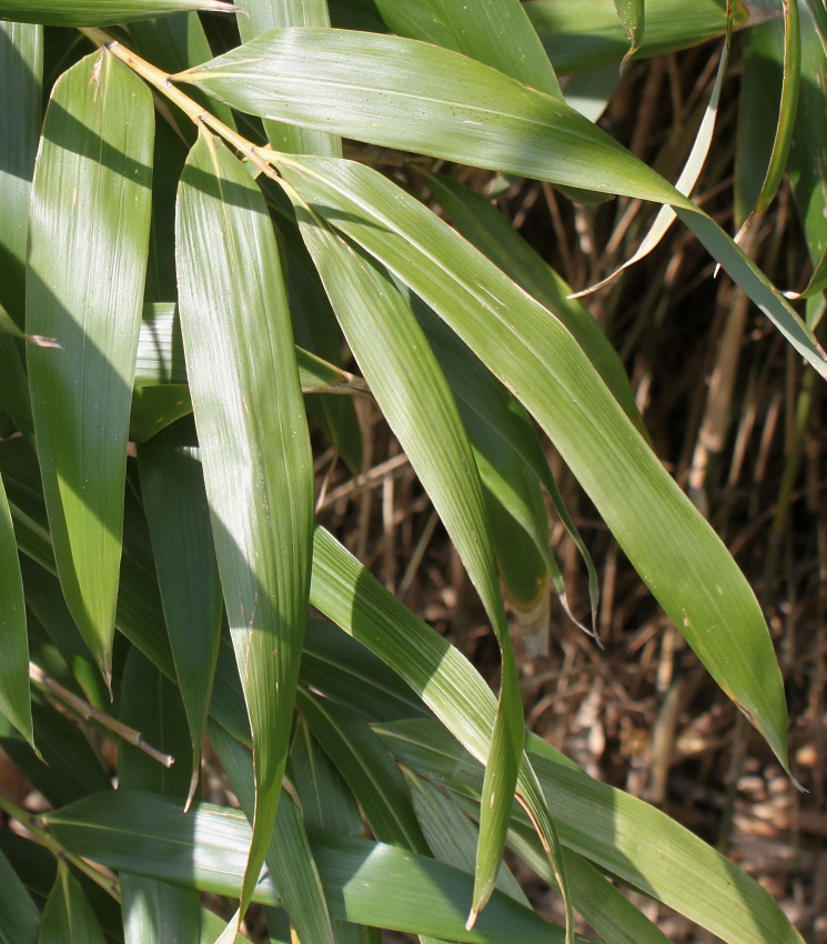 Изображение особи Pseudosasa japonica.