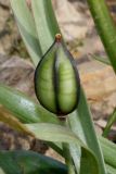 Tulipa urumiensis