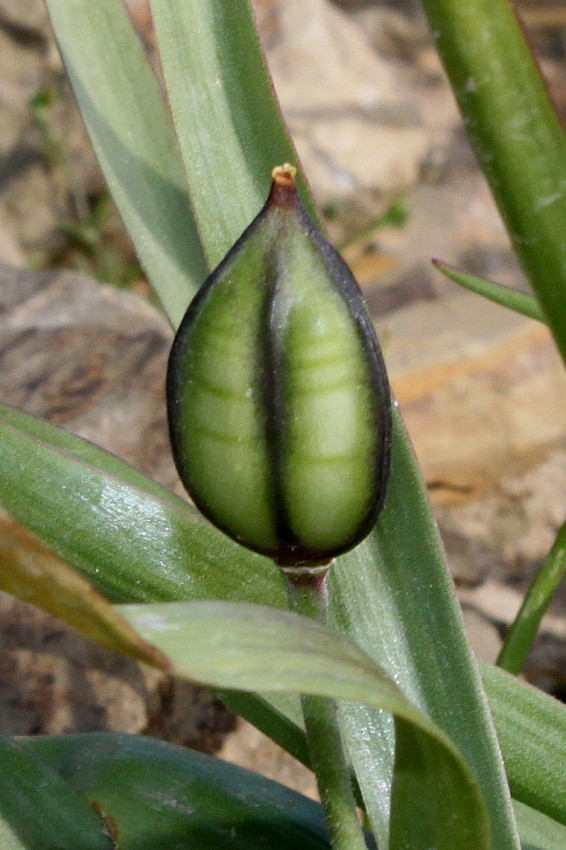 Image of Tulipa urumiensis specimen.