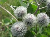 Arctium tomentosum. Нераскрывшиеся соцветия. Новосибирская обл., Карасукский р-н, окр. бывшего с. Баское, берег канала. 29.06.2014.