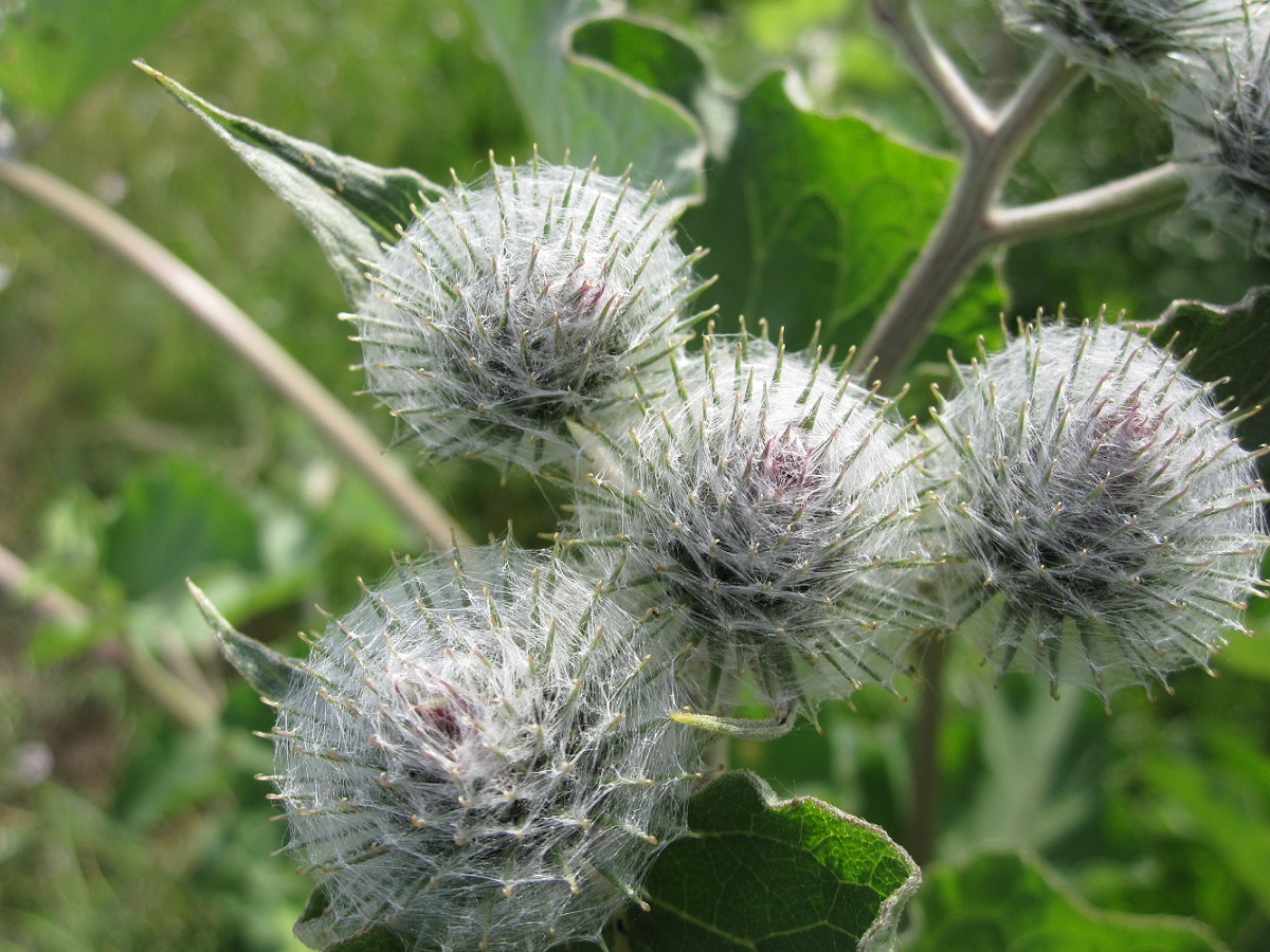 Изображение особи Arctium tomentosum.