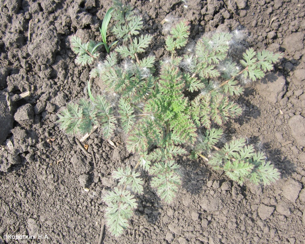 Изображение особи Erodium cicutarium.