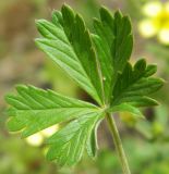 Potentilla heidenreichii. Лист. Подмосковье, окр. г. Одинцово, разнотравный луг. Июль 2014 г.