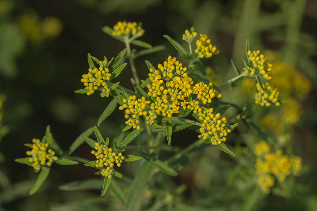 Изображение особи Odontarrhena muralis.