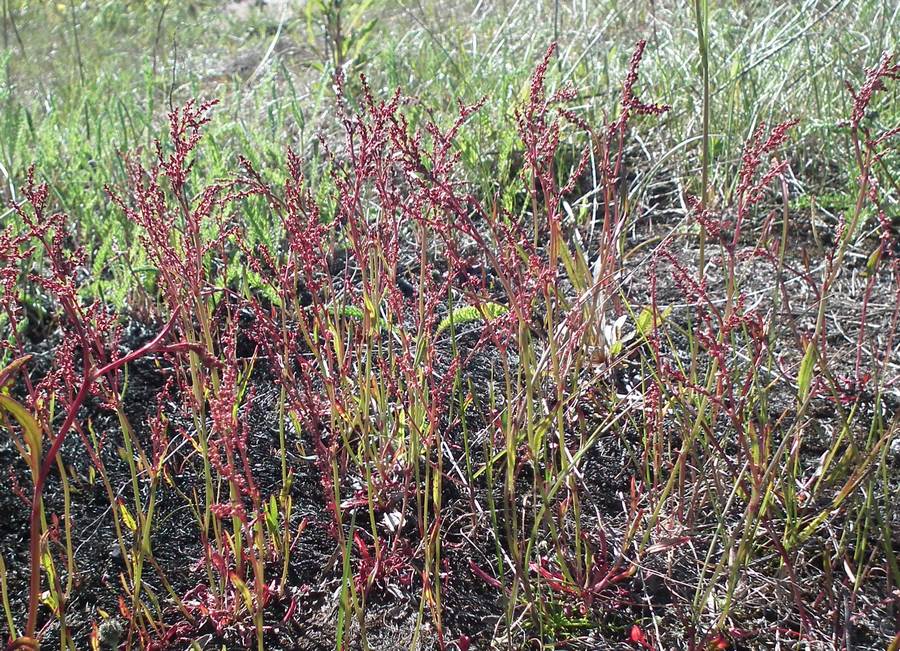 Image of Rumex acetosella specimen.