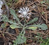 Centaurea pindicola