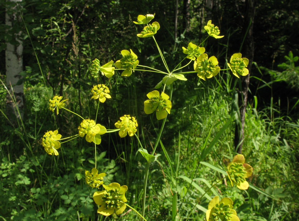 Изображение особи Bupleurum longifolium ssp. aureum.