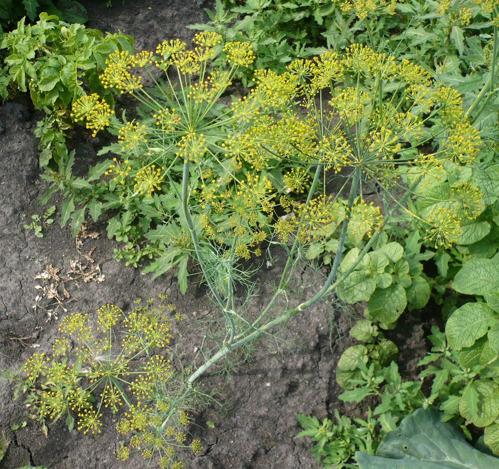 Изображение особи Anethum graveolens.