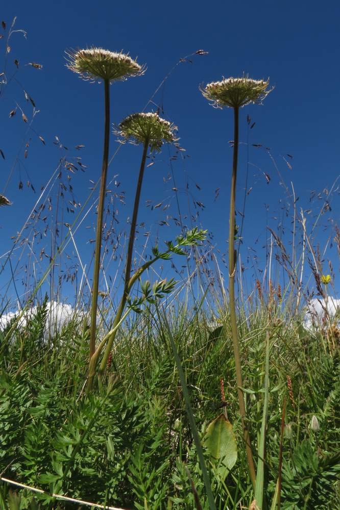 Изображение особи Pachypleurum alpinum.