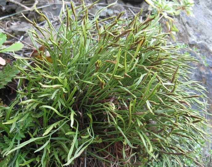Image of Asplenium septentrionale specimen.