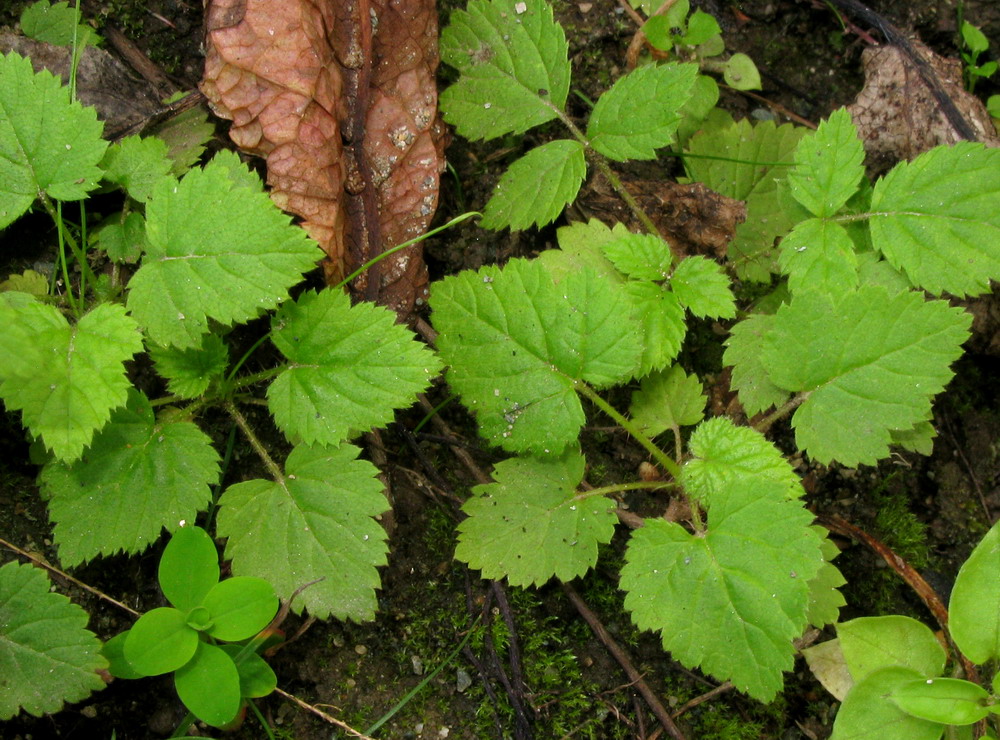 Изображение особи Rubus idaeus.