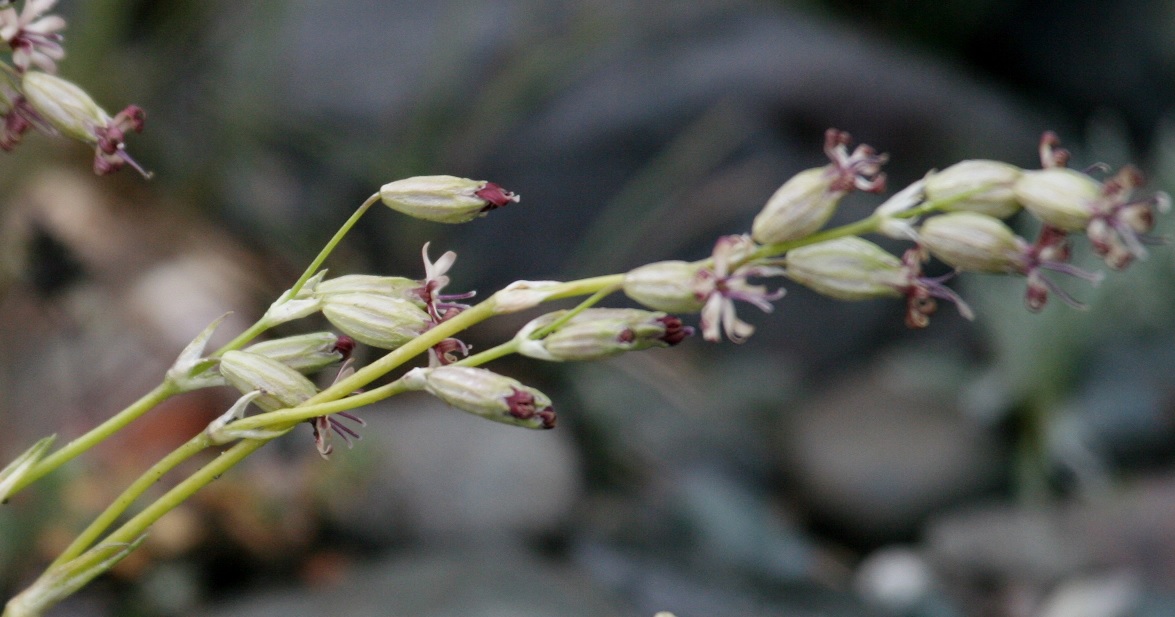 Image of Silene graminifolia specimen.