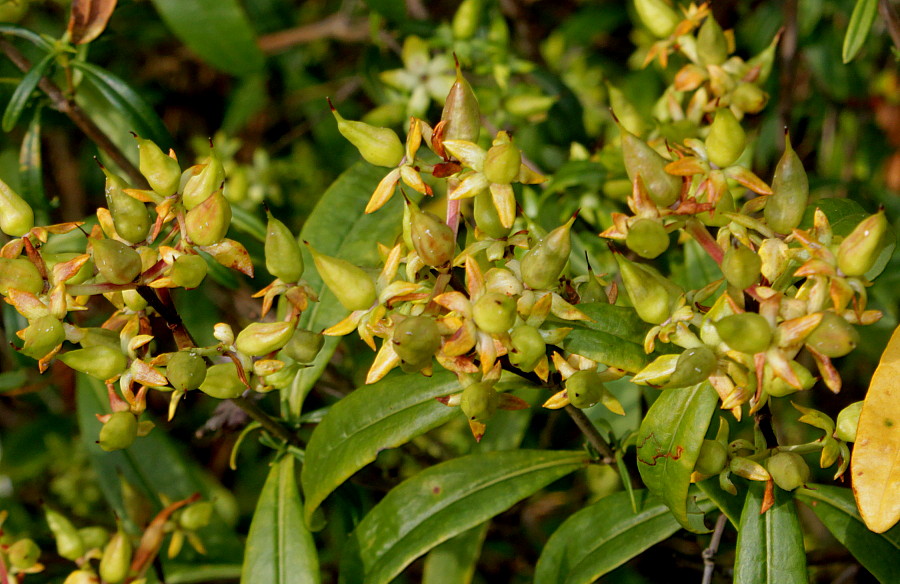 Изображение особи Hypericum frondosum.