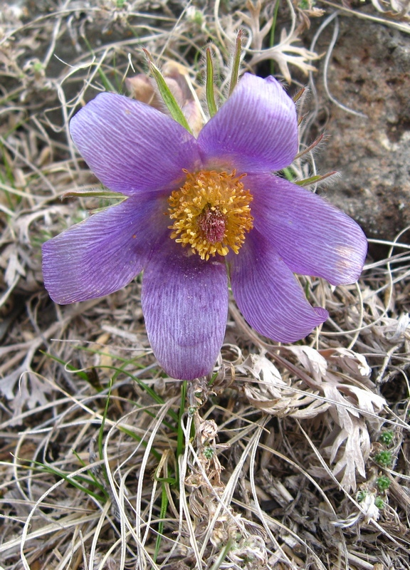 Изображение особи Pulsatilla turczaninovii.