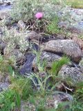 Cirsium heterophyllum