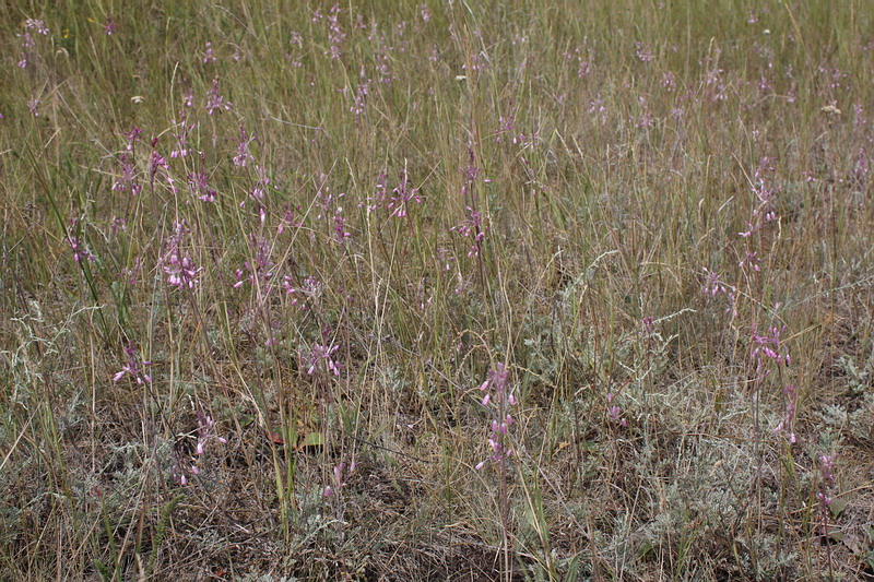 Image of Allium praescissum specimen.