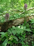 Orchis purpurea ssp. caucasica