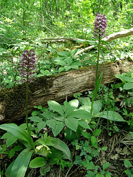 Image of Orchis purpurea ssp. caucasica specimen.