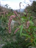 Persicaria lapathifolia