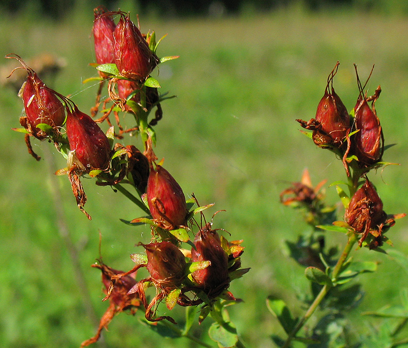 Image of Hypericum perforatum specimen.
