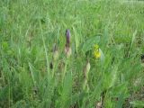 Iris aphylla
