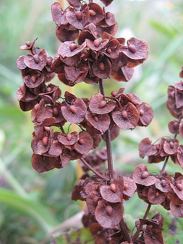 Image of Rumex patientia ssp. orientalis specimen.