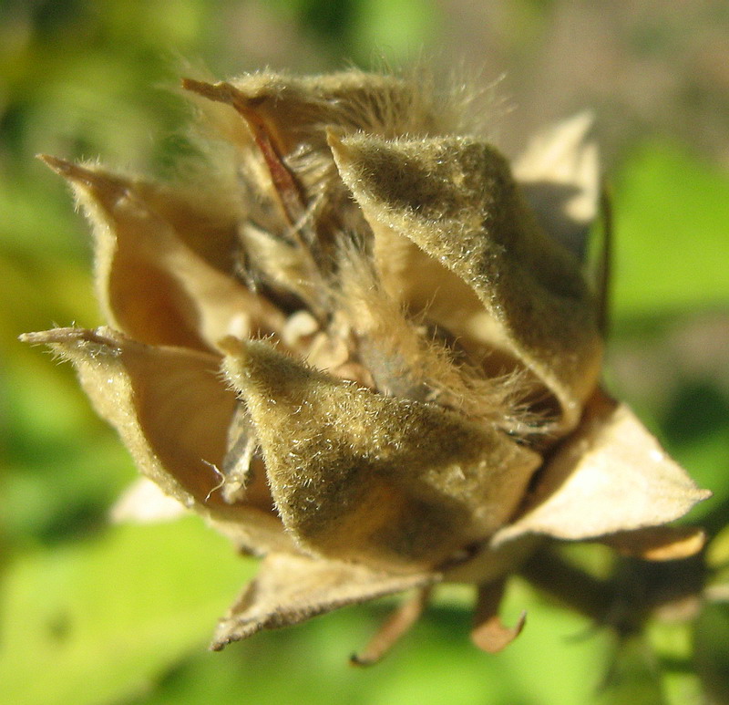 Image of Hibiscus syriacus specimen.