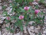 Trifolium pratense. Цветущее растение. Крым, щебнистый склон Ай-Петринской яйлы. 28 июня 2009 г.